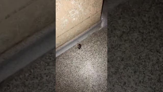 Американские тараканы в Питерской квартире смотреть онлайн