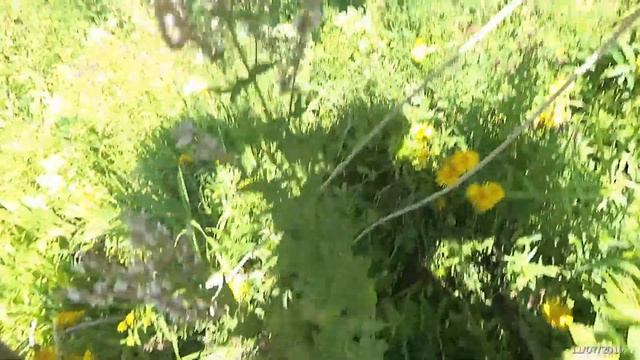 Кочека на липе 2019. Два роя. Липа цветет. смотреть онлайн