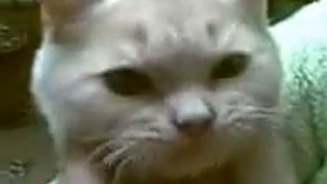 котёнок жуёт ириску смотреть онлайн