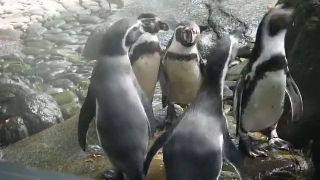 Penguins at Prague Zoo / Пингвины в пражском зоопарке смотреть онлайн
