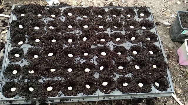 Посадка фасоли.