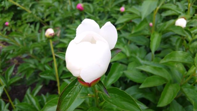 Peony Lemon Chiffon, Goldilock And A Carpenter Bee