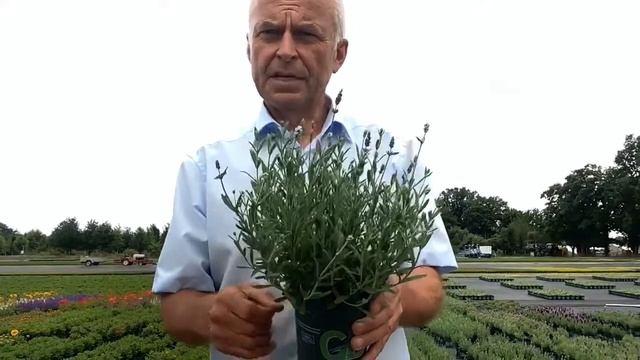 Lavandula angustifolia BLUE&WHITE Scent Early смотреть онлайн