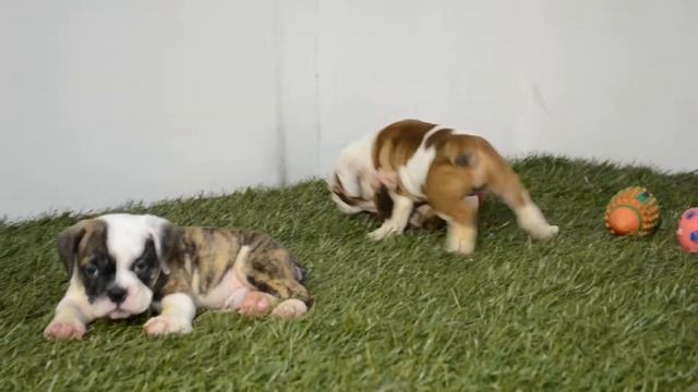 BULLCANES bulldog puppies for sale Noel -Lux - Moon смотреть онлайн