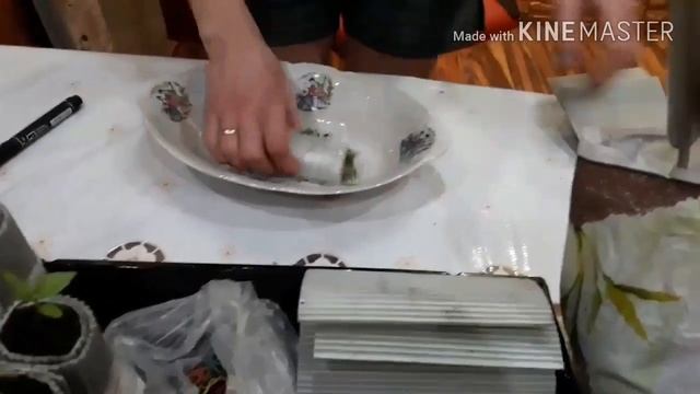 Пикировка рассады в жесткую подложку смотреть онлайн