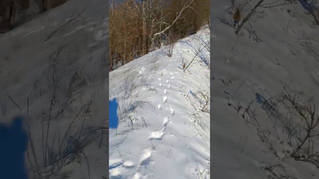 Прогулка между с.Самарка и с.Лещиновка над рекой Верхний Хилл. смотреть онлайн