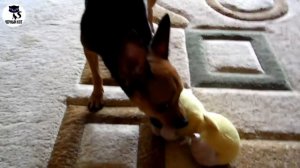 ✔ Порода той-терьер (русский той) - сочетание малого размера и воинствующего характера