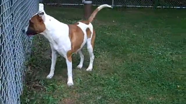 Lucia ~ Animal Protective Foundation смотреть онлайн