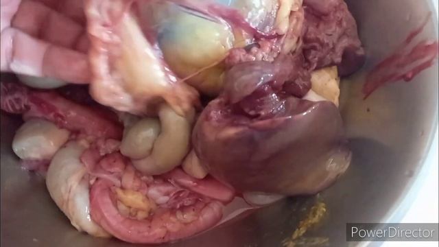 Белый широкогрудый индюк (генофонд Ставрополья)