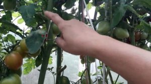 ???ТОМАТ ((( СЫЗРАНСКАЯ ПИПОЧКА)))