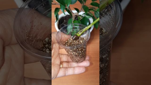 Этапы наращивания корней у одного спатифиллума... смотреть онлайн
