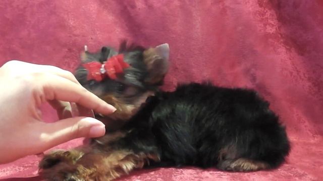 ЭЛИТНЫЕ КУКОЛЬНЫЕ ЙОРКИ НА САЙТЕ MARIYA-YORKSHIRETERR.NAROD.RU смотреть онлайн