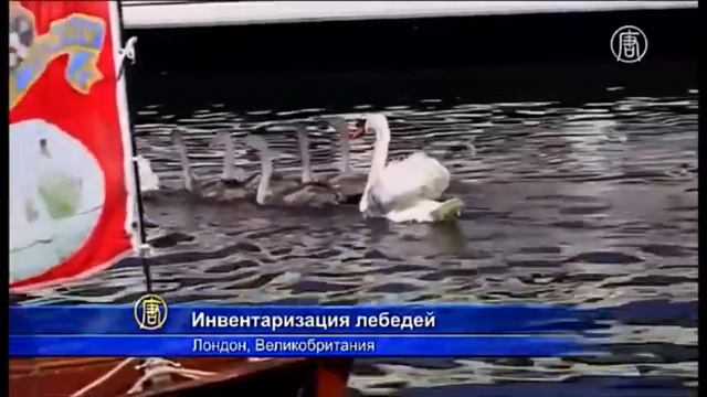 Большие, мохнатые - зубры. Так ли страшен зверь? смотреть онлайн