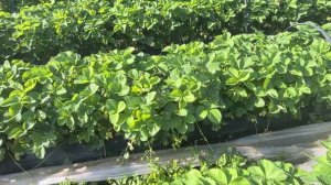 САНДРА! Самый ранний сорт клубники с фруктовым вкусом!