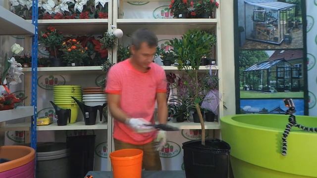 Спасаем кумкват с распродажи