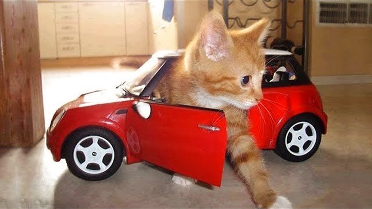 Я РЖАЛ ЦЕЛЫЙ ЧАС?ПОДБОРКА СМЕШНЫХ КОТОВ И СОБАК ДЛЯ ХОРОШЕГО НАСТРОЕНИЯ #7 смотреть онлайн