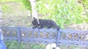 Смешные медвежата