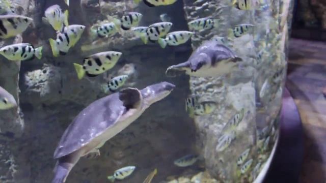 "Поцелуй" двух носатых черепах (Двухкоготная черепаха) смотреть онлайн