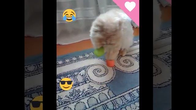 Мой любимый котейка 💖 смотреть онлайн