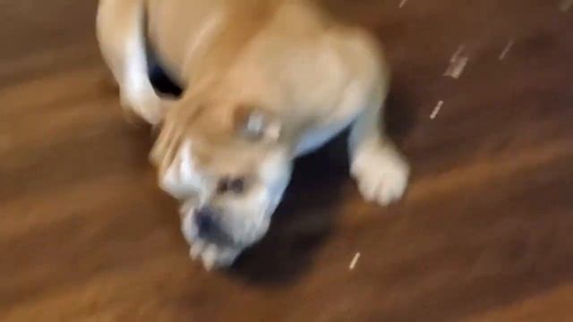 TEGU VS 3 BULLIES *MUST WATCH* George goes up against 3 dogs смотреть онлайн
