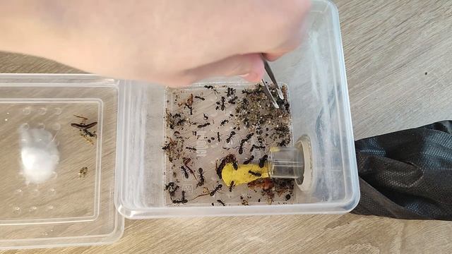 МУРАВЬИ ГИГАНТЫ - Camponotus vagus И Camponotus ligniperda | Содержание муравьёв ГИГАНТОВ! смотреть онлайн