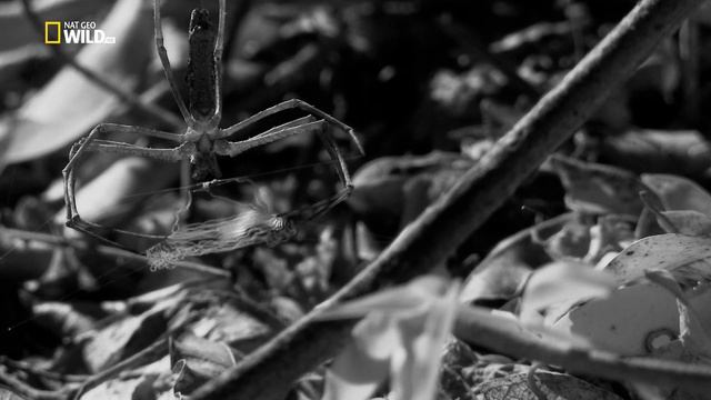 Паук скелет смотреть онлайн