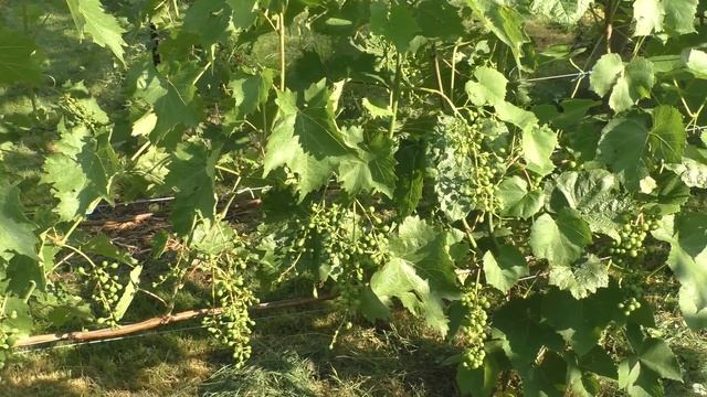 Виноград после цветения. Как опылился и как наливает ягоду смотреть онлайн