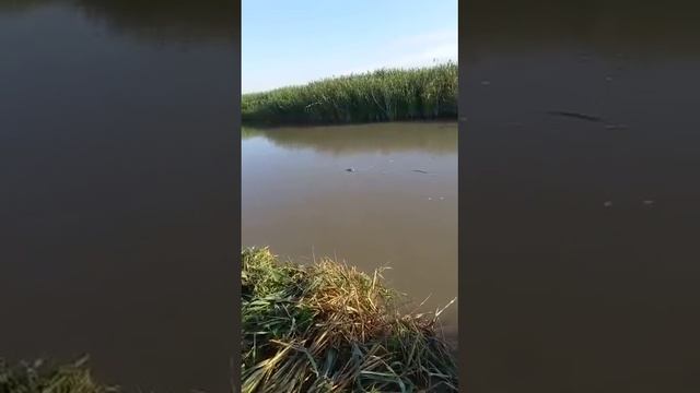 Сом гигант Дагестан тушиловка полное видео Инстаграме сылку оставил в в низу смотреть онлайн