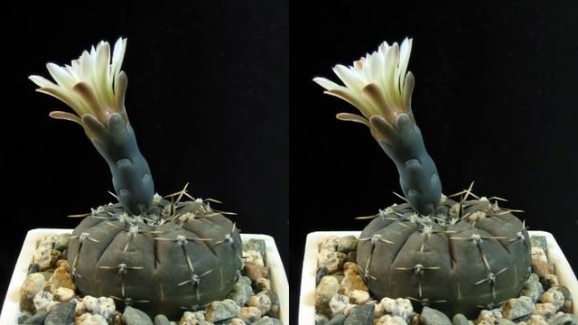 Gymnocalycium platygonum P216 смотреть онлайн