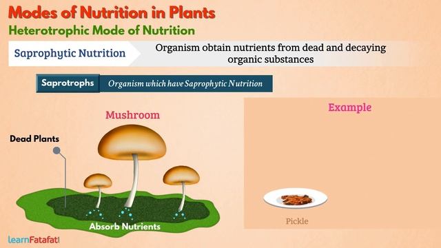 Nutrition in Plants Class 7 Science | Modes of Nutrition in Plants - Autotrophic and Heterotrophic смотреть онлайн