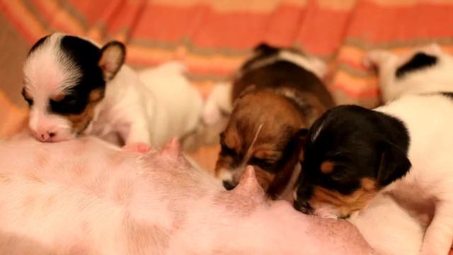 Молочный фреш