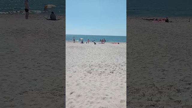 Чак и Лакки на море, им сегодня исполнилось 3 месяца ;) Затока. смотреть онлайн