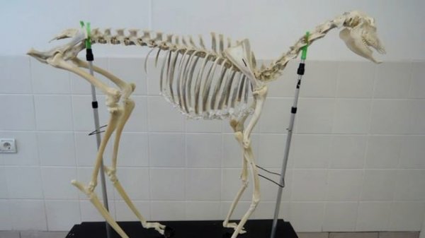 Видеозанятие 1 «Введение в анатомию животных»