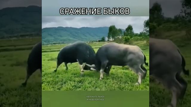 Бык против быка