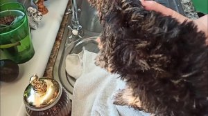 Купание щенков Йорка