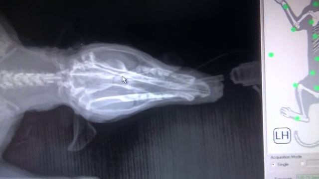 Opossum Lung Worms смотреть онлайн