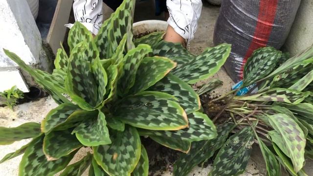 CARA PERBANYAK CALATHEA (Ekor Merak) смотреть онлайн