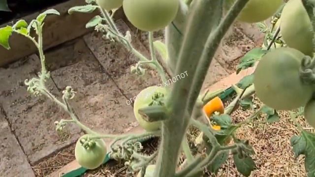 Томат Фокус -Покус больше у себя не буду выращивать! смотреть онлайн