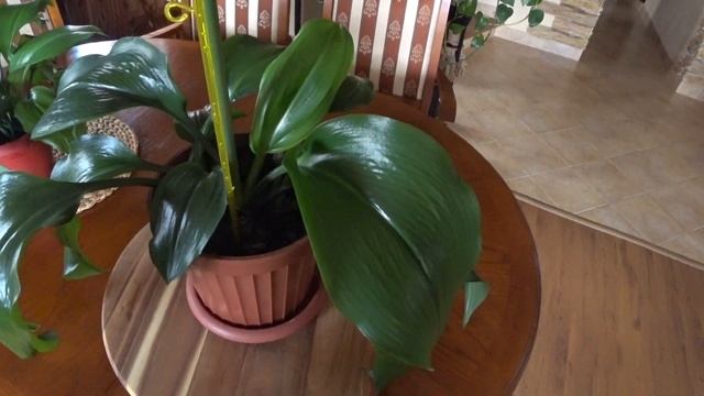 ЭУХАРИС Амазонская лилия. смотреть онлайн