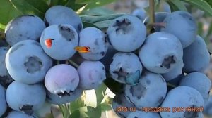 Голубика высокорослая Спартан (spartan) ? обзор: как сажать, саженцы голубики Спартан