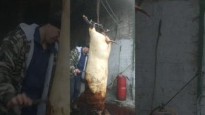 убой свиней в домашних условиях