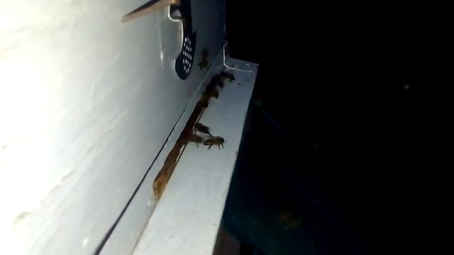 Товарный взяток на моем точке продолжается.Софора дает не хуже акации и стабильно каждый год. смотреть онлайн