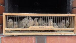 ￼ Дикий Перепел бедона\батаир ￼