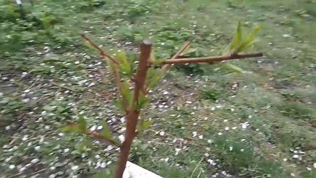 Однолетние персики весной - осенняя посадка смотреть онлайн