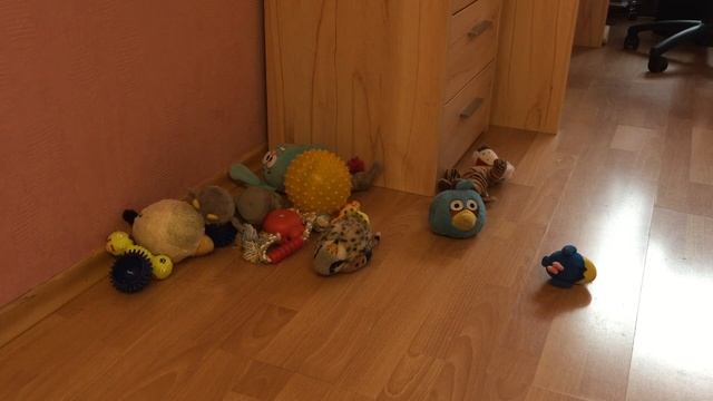 Ответы на ваши вопросы. Померанский шпиц. смотреть онлайн