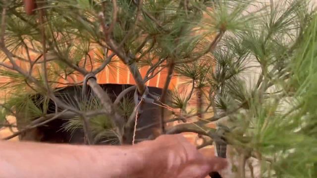 A Complicated Eastern White Pine To Bonsai Or Not? Wiring/Pruning Planning & Problem Solving! смотреть онлайн