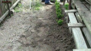 Как размножать САМШИТ / Размножение самшита черенками