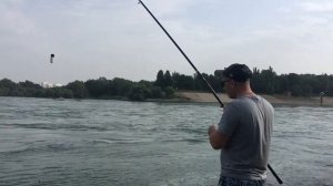 Рыбалка на Чехонь на реке Кубань клюет каждый заброс