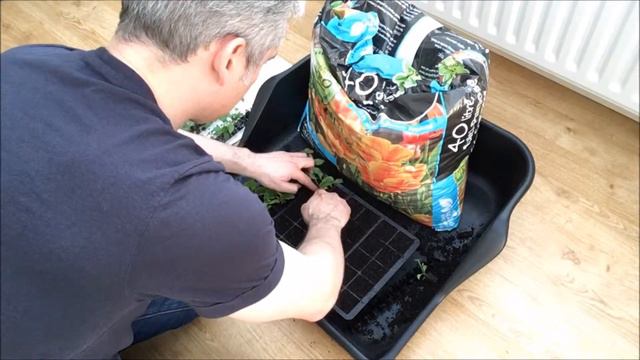 Spare Time Gardening With Simon - Potting On Some Winter & Spring Colour - Oct 17 S2 E28