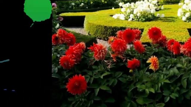 🌼🌞 🌼 Георгины - Лета Дивные Картины! 🌼🌞 🌼 смотреть онлайн